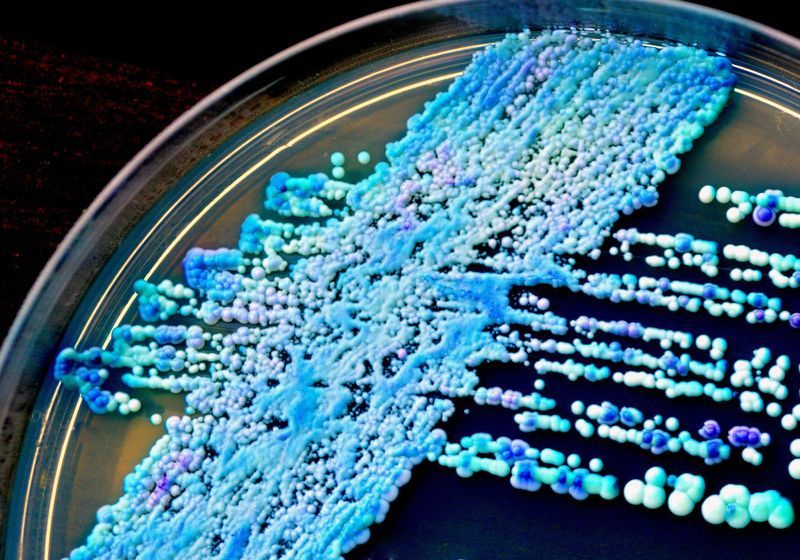 Two Fungal Species - One Pathogenic; One Benign - Are Actually the Same