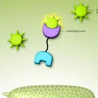 Gfp | The Scientist