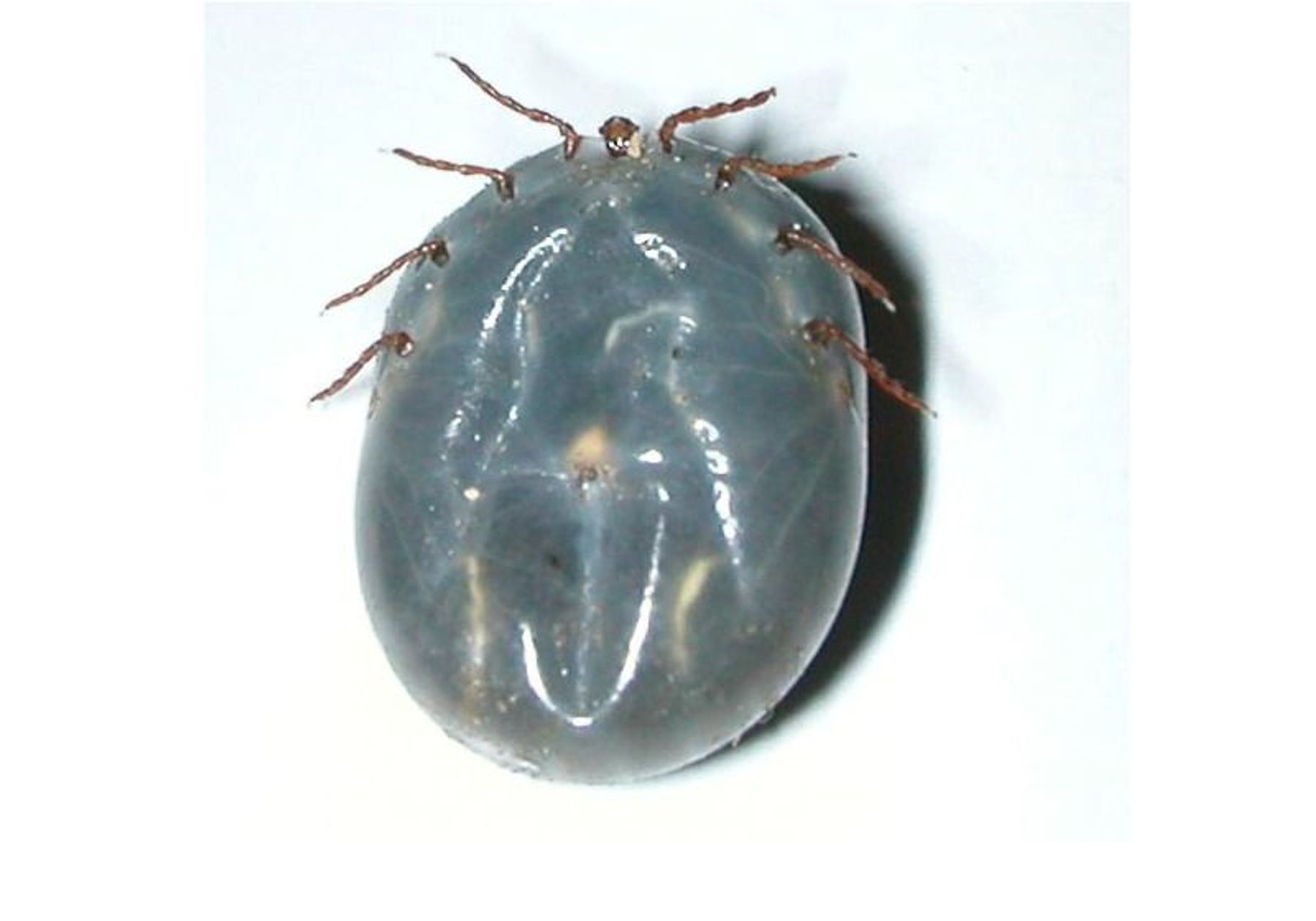 longhorned tick identification