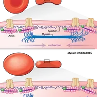 Red Blood Cells | The Scientist