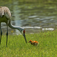 sandhill crane and chick