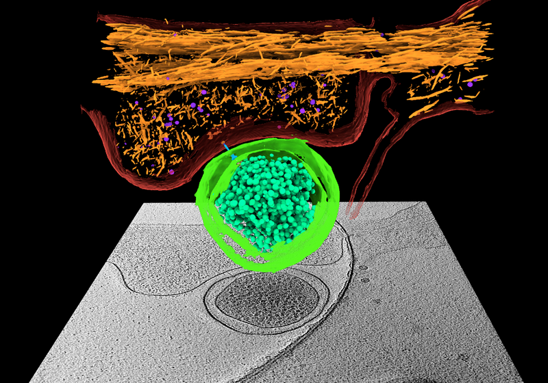 Image of the Day: First Contact | The Scientist