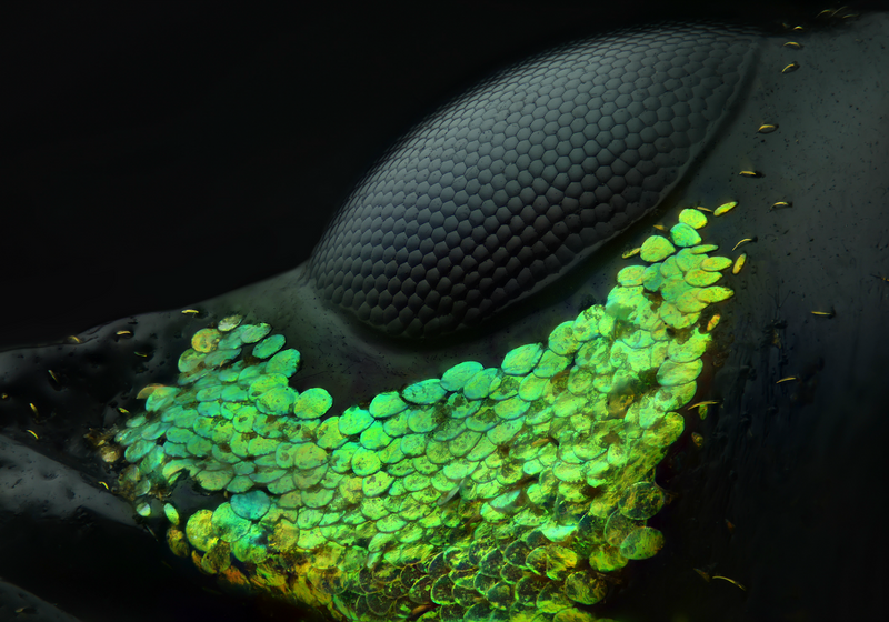 Micrograph | The Scientist