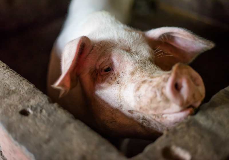 Deadly Swine Disease Spreads Among Pigs in China The Scientist Magazine®