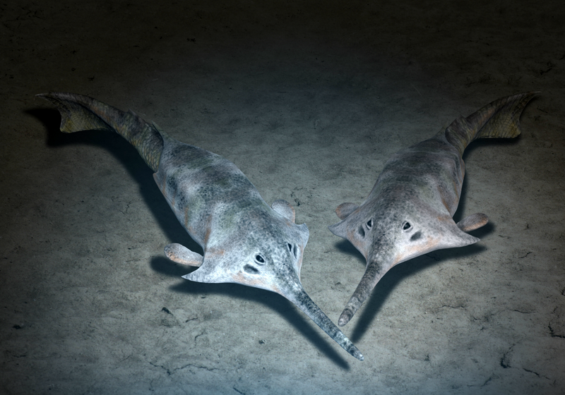 First Vertebrates Evolved in Shallow Water | The Scientist