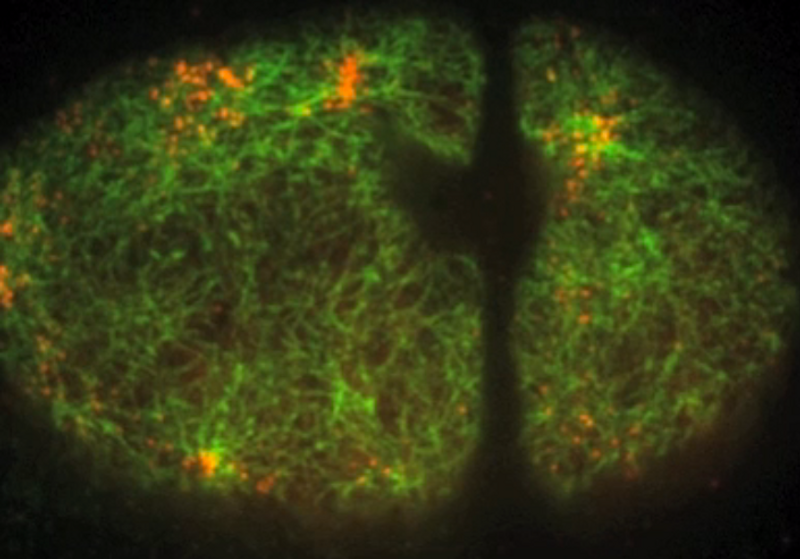 Image of the Day: Cellular Pulse | The Scientist