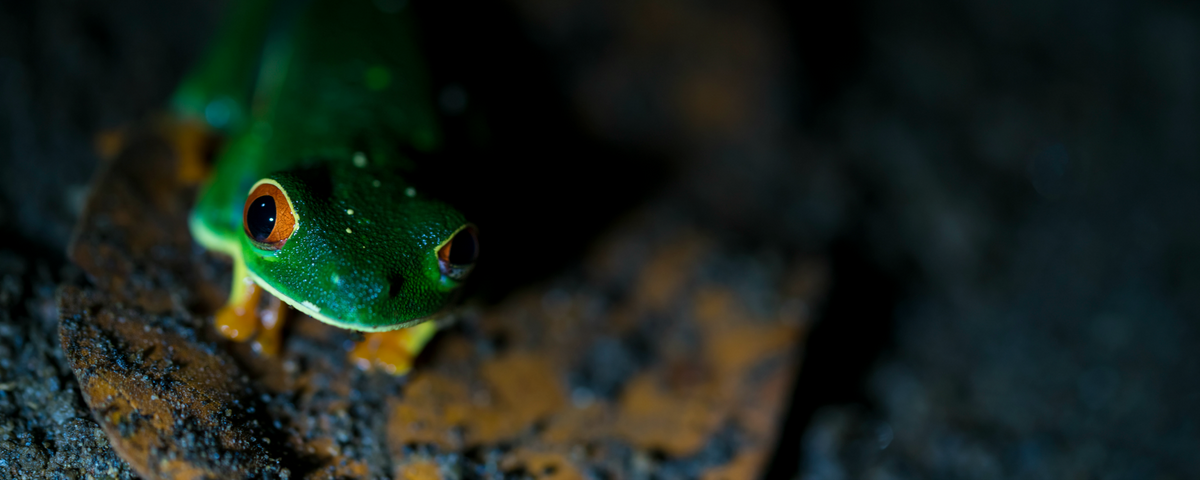 Wildlife Populations Have Shrunk By 60 Percent Since 1970 The