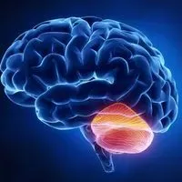 Cerebellum Does “Quality Control” for Our Thoughts: Study | The Scientist