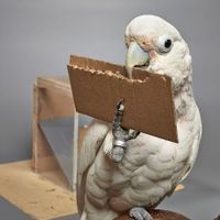 a parrot tearing a strip of cardboard with its beak