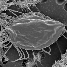 Image of the Day: Single-Cell Surprises Image of the Day: Single-Cell Surprises