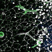 A fluorescence micrograph showing antibody-secreting mouse lymphocytes in white and conduits made of collagen in green