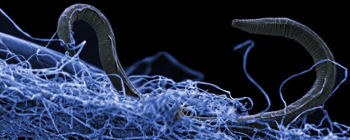Life Deep Underground Is Twice The Volume Of The Oceans Study