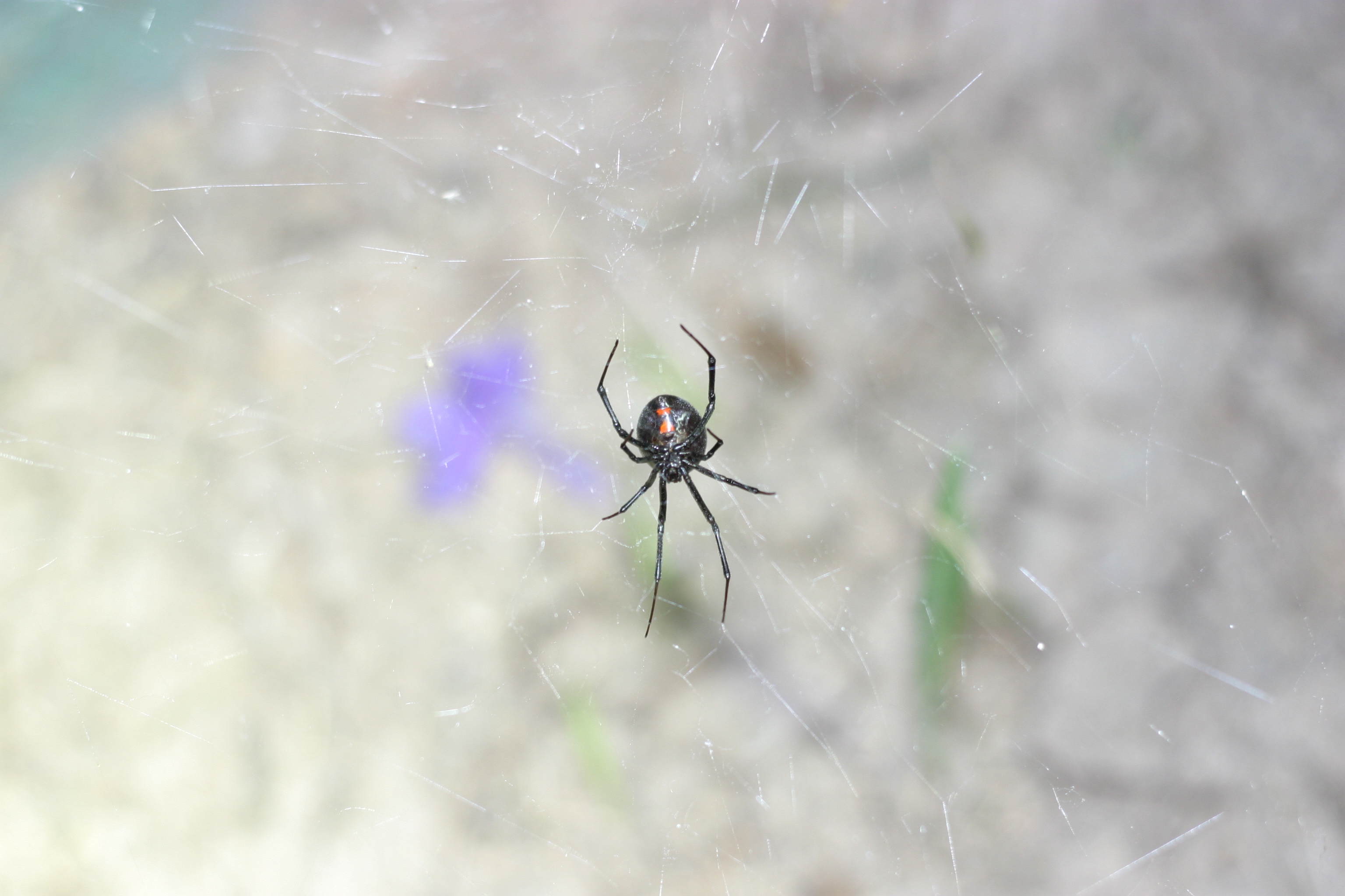 Part Of Black Widow Spiders Diet Crossword - Kanata Family Discovers Black Widow Spider While Washing Grapes Ottawa Citizen : For more ny times crossword answers go to home.