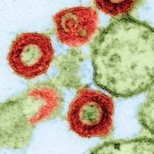 Can Viruses in the Genome Cause Disease?