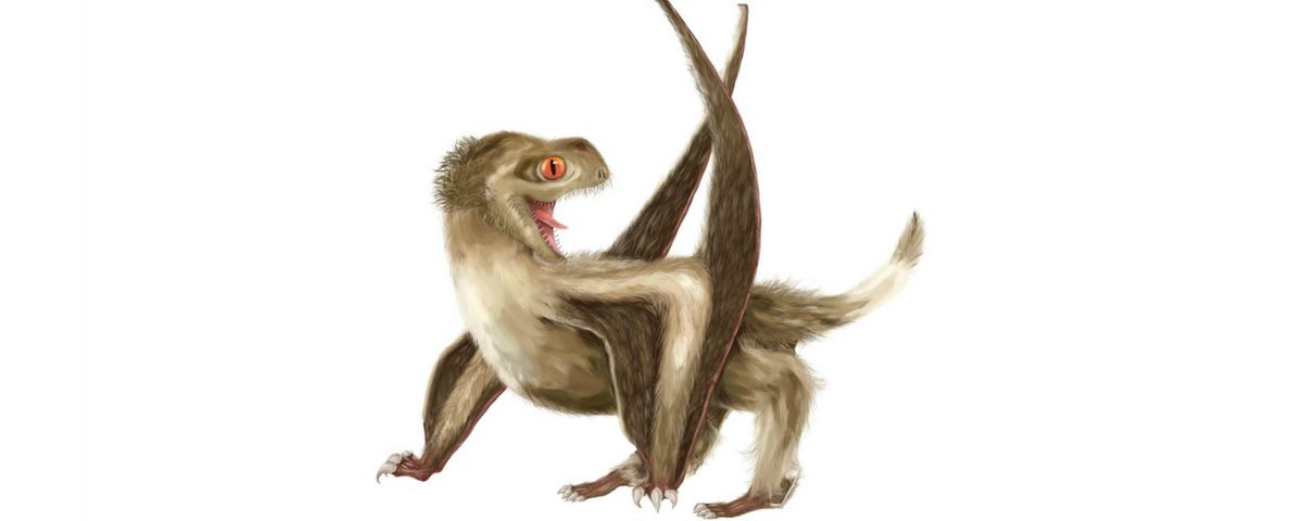 Pterosaurs Sported Feathers Claim Scientists The Scientist