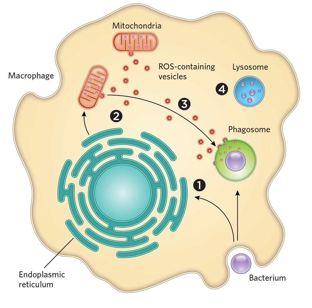 Macrophage Engulfing Bacteria Diagram