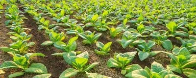 does tobacco affect the brain Smoking and the brain: What are the effects?