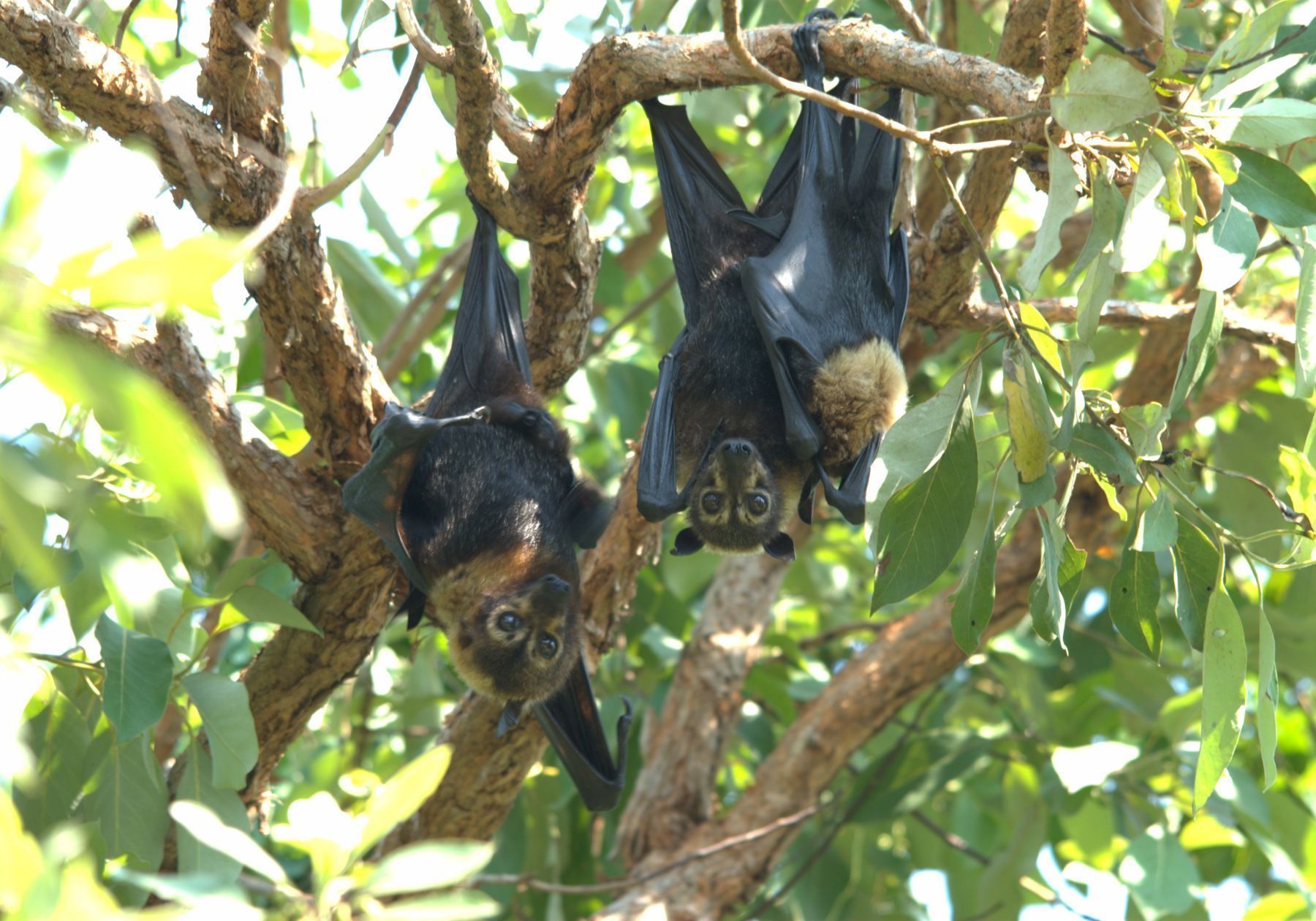 Thousands of Australian Animals Die in Unprecedented ...