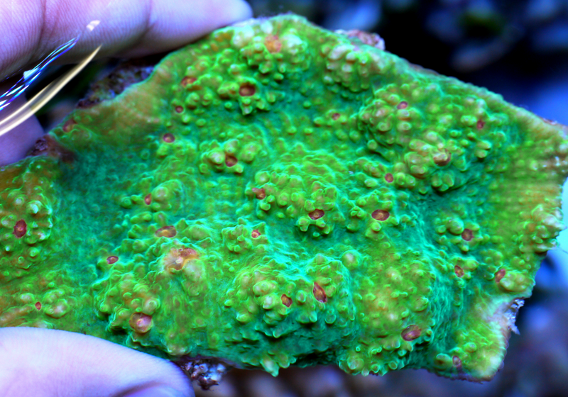 Image of the Day Coral Fluorescence The Scientist Magazine®
