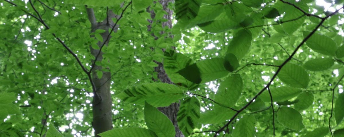 A Mysterious Disease Is Killing Beech Trees The Scientist Magazine