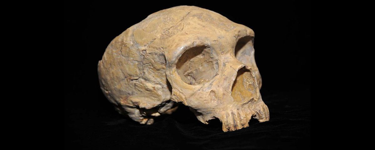 neanderthal ancestry in europeans