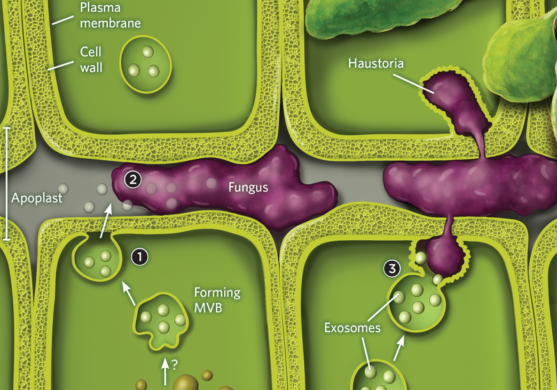 Infographic Plants Deploy Exosomes to Stop Alien Invaders
