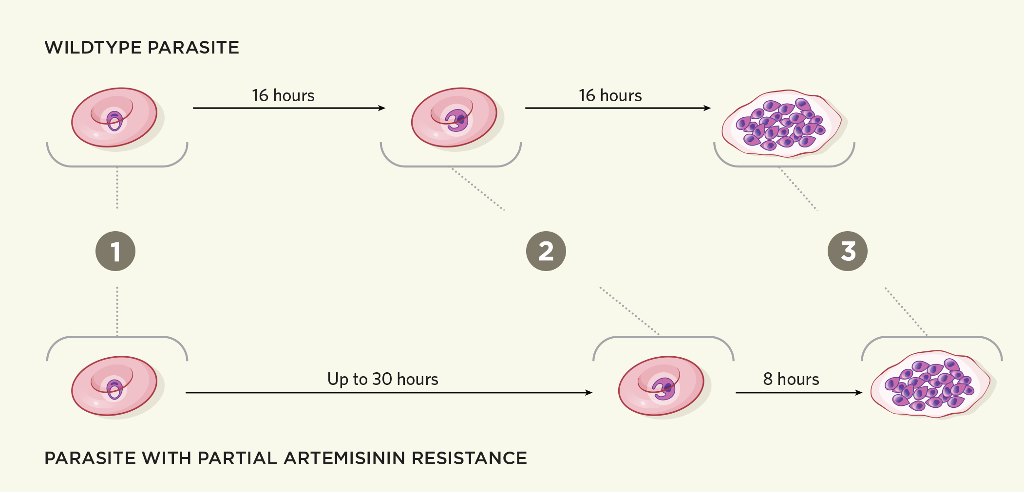 Malaria Gamechangers: Tackling Malaria Drug Resistance with Non-Artemisinin  Treatments 