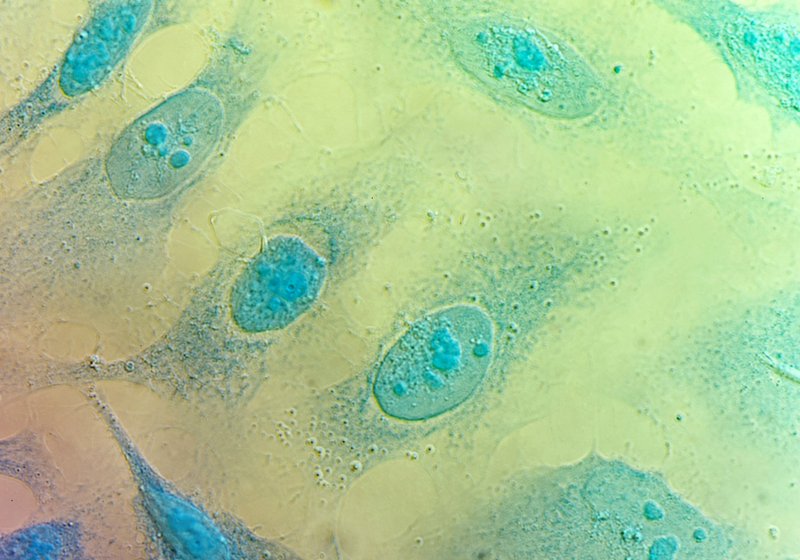 HeLa Cells from Different Labs Vary in Phenotype The