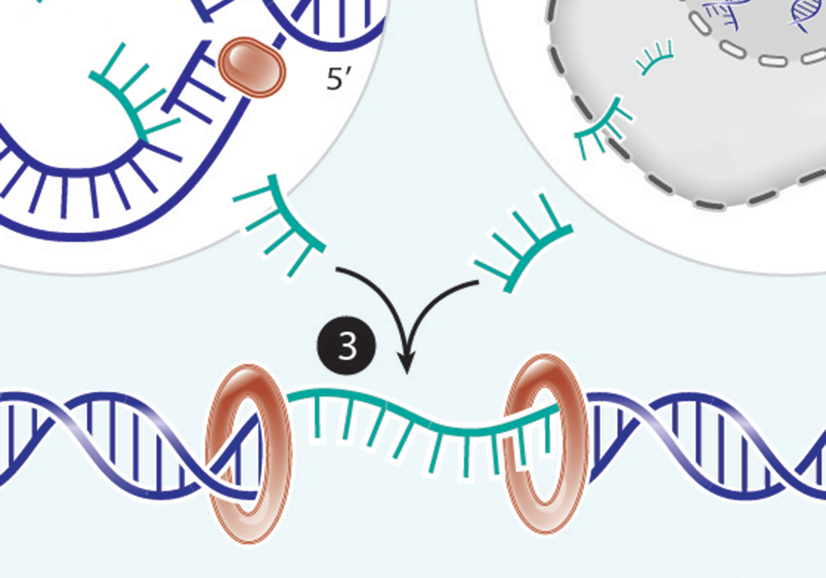 Infographic: How Stray DNA Can Land in Double-Strand Breaks | The