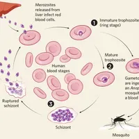 Malaria Treatment | The Scientist