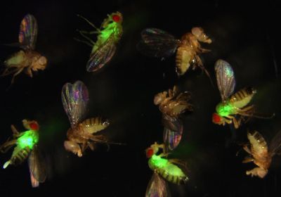 Image of the Day: An Infectious Glow