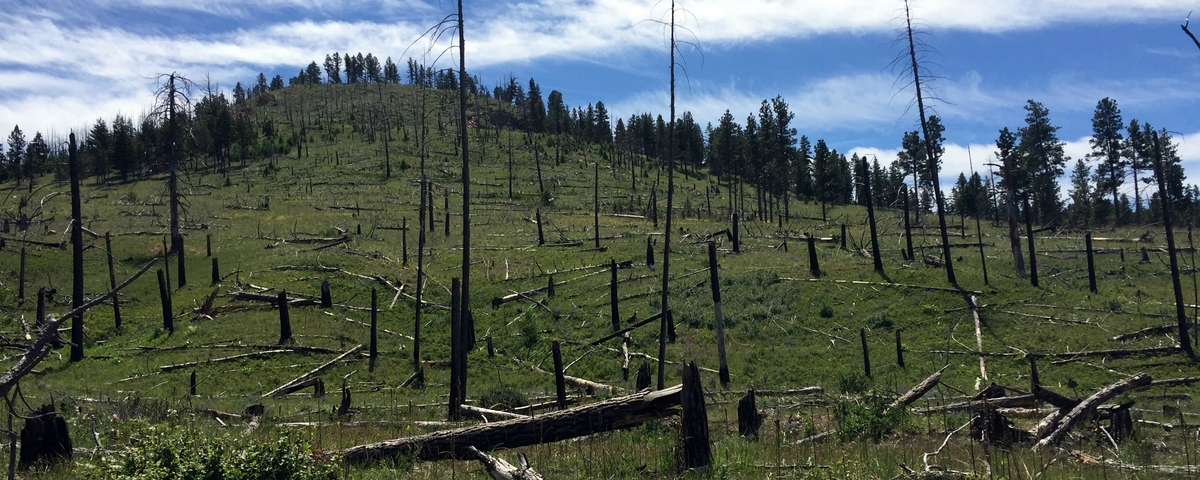 Climate Change Impairs Trees Recovery From Wildfires The