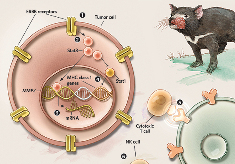 Infographic When Cancers Parasites The Scientist Magazine®