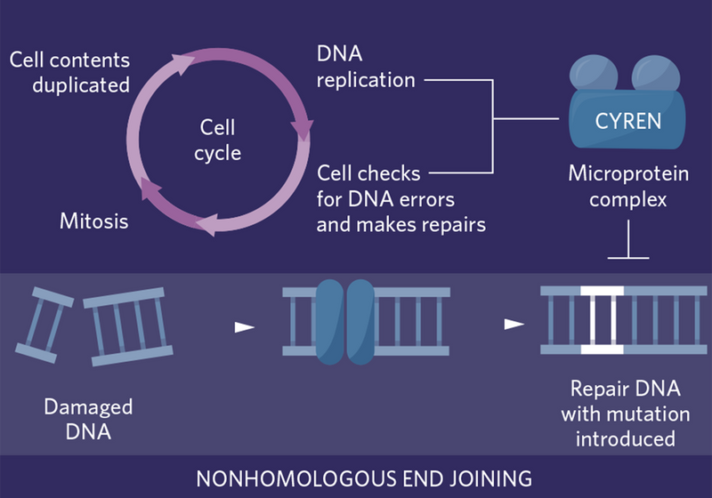Infographic Functional Characterization of Microproteins The Scientist Magazine®