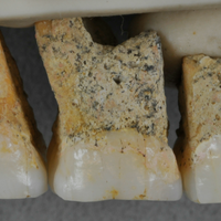 homo luzonensis teeth callao cave philippines