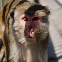 rhesus macaque monkey gene editing genetic modification