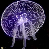 moon jelly フルスーツ　美品 Image of the Day: Pretty Jellies | The Scientist