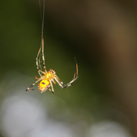 Herennia multipuncta spider coloration evolution predator prey