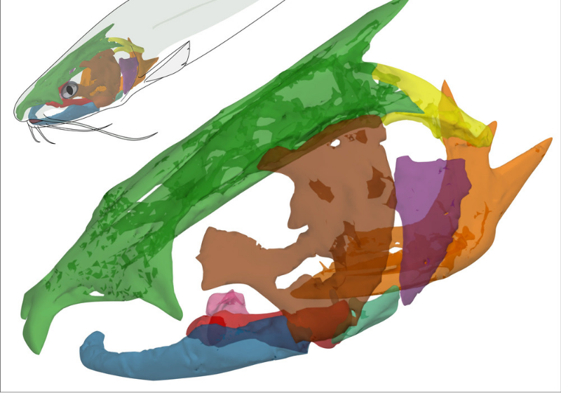 Image of the Day: Catfished | The Scientist