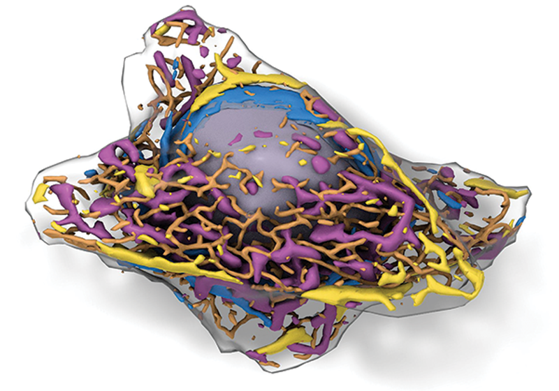 Deep Learning Algorithms Identify Structures In Living Cells The Deep Learning Algorithms Identify Structures In Living Cells The Scientist