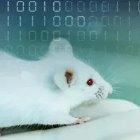 Animal Testing | The Scientist