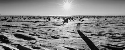 The collapse of 'fast ice' and the breeding crisis