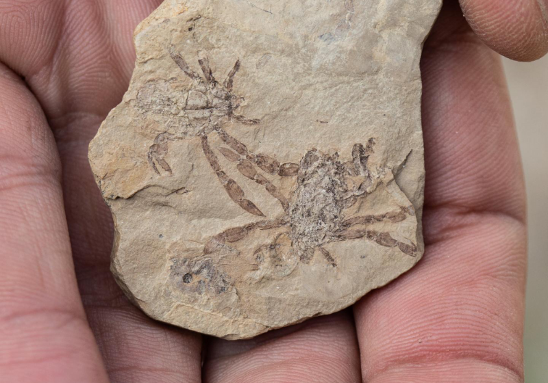 Image of the Day Crab Legs The Scientist Magazine®