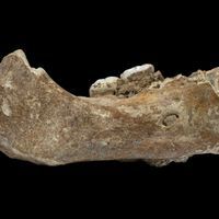 a fossilized fragment of human jawbone