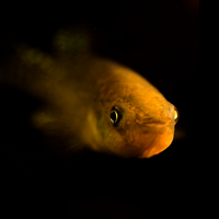 atlantic killifish Fundulus heteroclitus