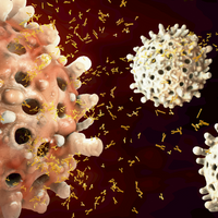 b cell crispr immunity rsv respiratory syncitial virus