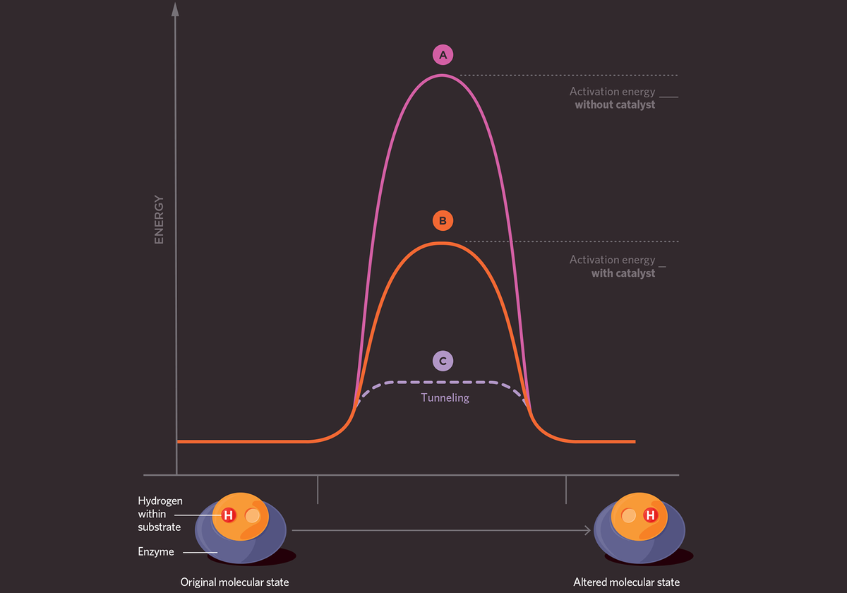 Quantum Effects In Biology Golden Rule In Enzymes A New Golden Age Of