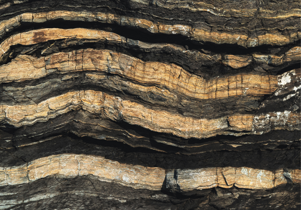 FUNGUS 完売間近！！ Fossilized Fungus Dates Back 1 Billion Years Ago | The Scientist