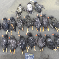 puffins die mass mortality die off event Alaska bering sea conservation