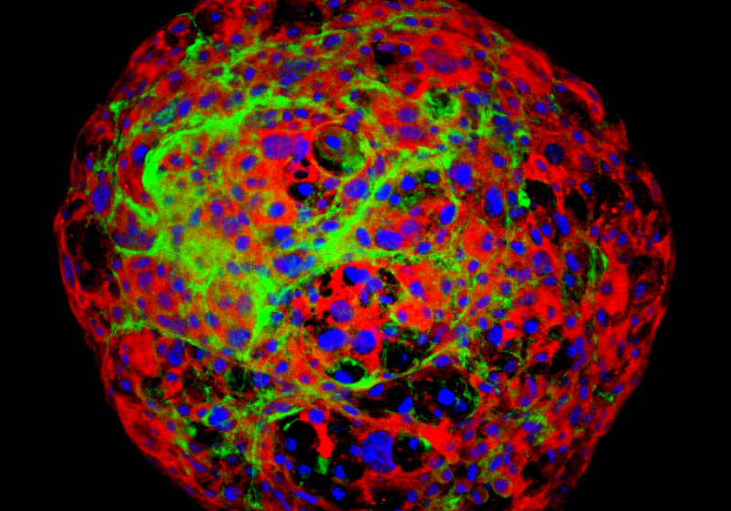 Image of the Day: Neon Tissue | The Scientist